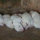 오남농장 이미지