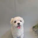 멍멍이 이발소 이미지