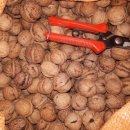 천안광덕 토종호두 저렴판매(마지막) 이미지
