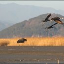 순천만 뜰 이미지