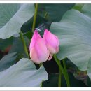 덕진-30 이미지