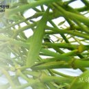 명품자연산건강원