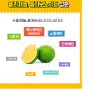노빌헤어