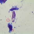 조원 동물병원 이미지
