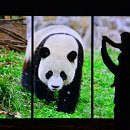 판다 이미지