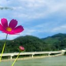 코스모스 산업 이미지