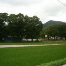 큰골사슴 이미지