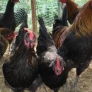 주령축산 이미지