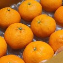 브리지팜 이미지