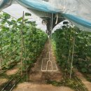 이강인농장 이미지