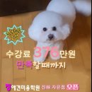 원애견샵 이미지