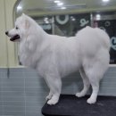 포테이토 독 이미지