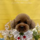 댕곤댕곤 이미지