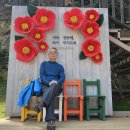 충남 서천 마량리 동백나무숲 이미지