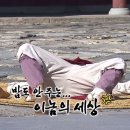 똥강지 | 🇪🇸스페인 바르셀로나 🇪🇸