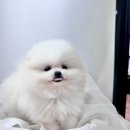 향남펫살롱 이미지