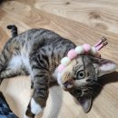 개웃기냥