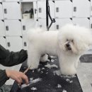 부산애견 티스토리