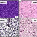 Zebrafish 간 세포의 PAS염색 이미지