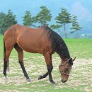 동자목장 이미지