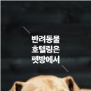 반려동물 이동서비스 이미지