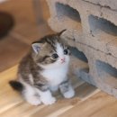 고양이샵 이미지