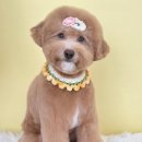 온달 그루밍 이미지