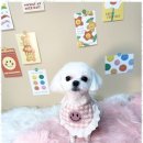 용황애견 이미지