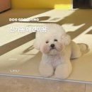 신창로35번길 | [신가동 애견미용] 알림장 부터 케어까지 '뭉블리' 찐 후기