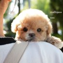 소문난 강아지 이미지