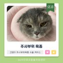 더파크동물의료센터 | 고양이 주사부위 육종(FISS) 수술 케이스, 잠실 고양이 동물병원 더파크동물의료센터