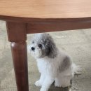 멍그니엘 이미지