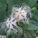 하늘타리 이미지