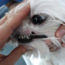 여울동물병원 | 신봉동 동물병원에서 강아지 얼굴 종괴 치료받은 후기글