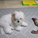 츄츄독 리미티드 | 강아지분양 부산 남구 용호동 츄츄독리미티드 부산점 위치 가격 후기