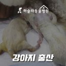 하슬라동물병원 이미지