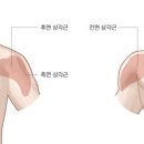 스테디휘트니스안일점