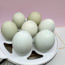 청계농장 | 고려청계농장에서 직접 구매한 신선한 청계란 난각번호1번 청란 청계란 자연방사