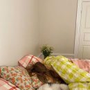 발편한동물병원 이미지