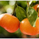 셀린피부과의원 이미지