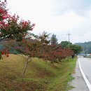 백일홍명품길 이미지