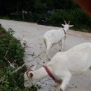 양평흑염소농장 이미지