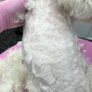 비비펫 살롱 이미지