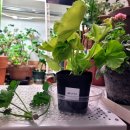 지경(북안) 이미지