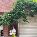 🫒올리브 치마로 여름분위기 낭낭하게 / 오레 도트 올리브치마 후기/ 내돈내산 /사이즈 미스