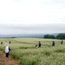 제주 오라동 메밀밭(Oradong Buckwheat Field) 이미지