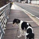 위드유애견 이미지