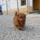 털보불개 Daum카페