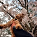 건홍사 | 🐶말티푸 갱얼쥐 홍사월🐶