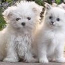 예쁜강아지 이미지